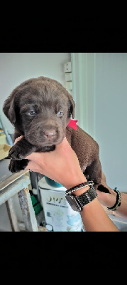 Les chiots de Labrador Retriever