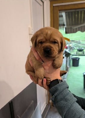 Les chiots de Labrador Retriever