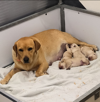 CHIOT - Labrador Retriever