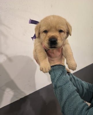 Les chiots de Labrador Retriever