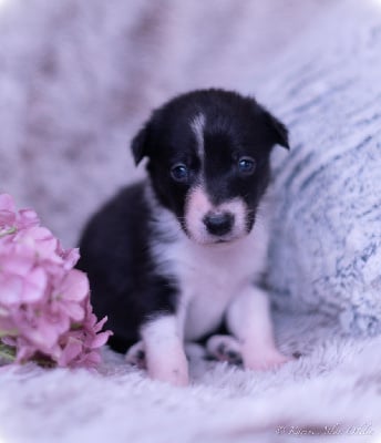 Les chiots de Border Collie