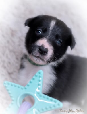 Les chiots de Border Collie