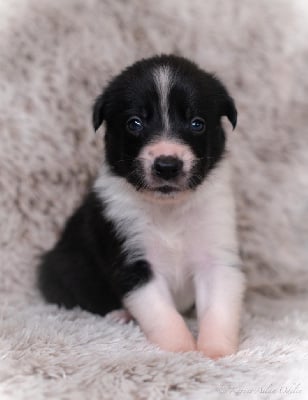 Les chiots de Border Collie