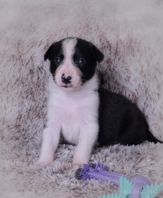 Les chiots de Border Collie