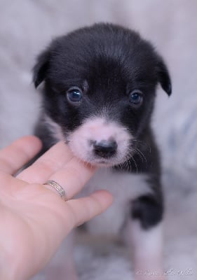 Les chiots de Border Collie