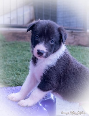 Les chiots de Border Collie