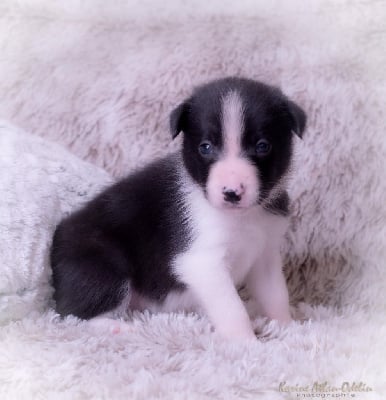 Rose Fuchsia - Border Collie