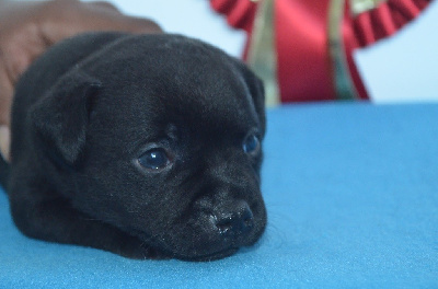 Les chiots de Staffordshire Bull Terrier