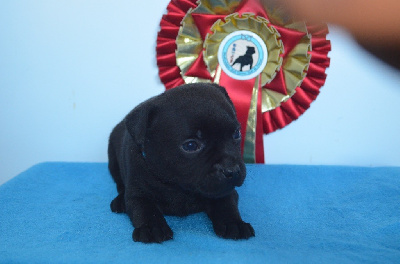 Les chiots de Staffordshire Bull Terrier