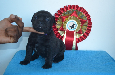 Les chiots de Staffordshire Bull Terrier