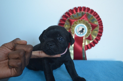 Les chiots de Staffordshire Bull Terrier