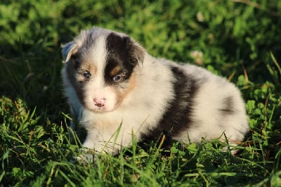 Les chiots de Berger Australien