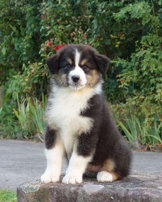 Les chiots de Berger Australien