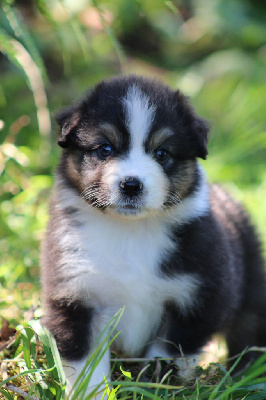 Les chiots de Berger Australien