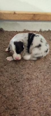 Les chiots de Berger Australien