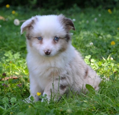 Les chiots de Berger Américain Miniature 