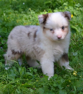 Les chiots de Berger Américain Miniature 