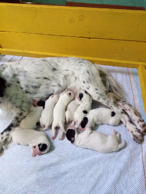 Les chiots de Setter Anglais