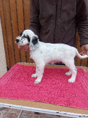 Les chiots de Setter Anglais