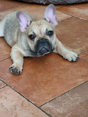 Les chiots de Bouledogue français