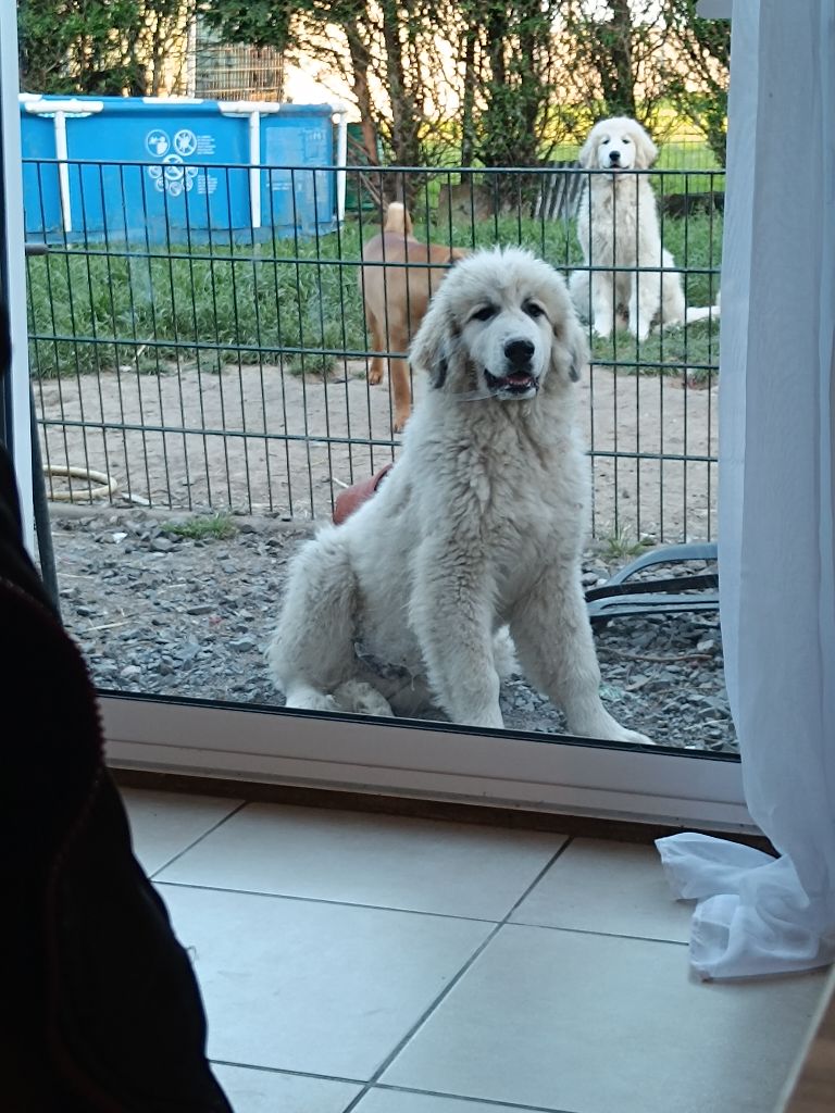 CHIOT 7 - Chien de Montagne des Pyrenees