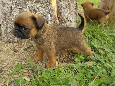 Les chiots de Petit Brabançon