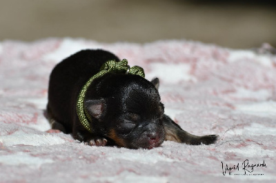 Les chiots de Chihuahua