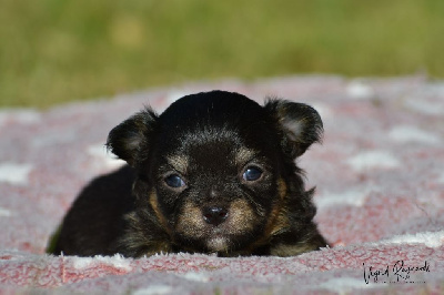 Les chiots de Chihuahua