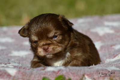 Les chiots de Chihuahua