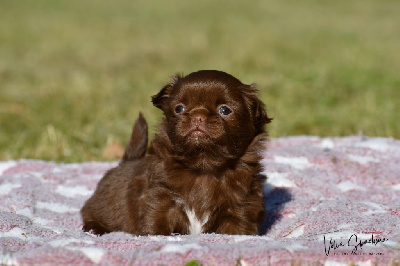 Les chiots de Chihuahua