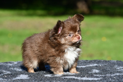 Les chiots de Chihuahua