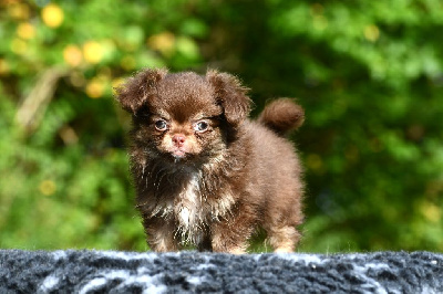 Les chiots de Chihuahua