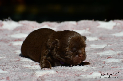 Les chiots de Chihuahua