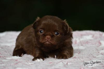 Les chiots de Chihuahua