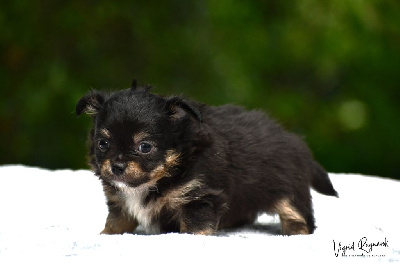 Les chiots de Chihuahua