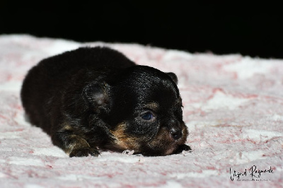 Les chiots de Chihuahua