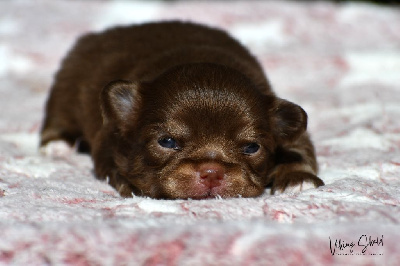 Les chiots de Chihuahua