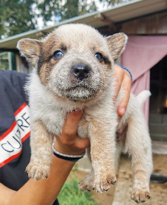 Les chiots de Bouvier australien