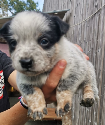 Les chiots de Bouvier australien