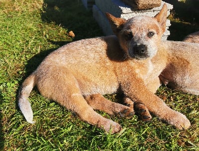 Les chiots de Bouvier australien