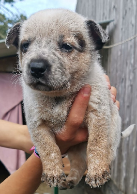 Les chiots de Bouvier australien