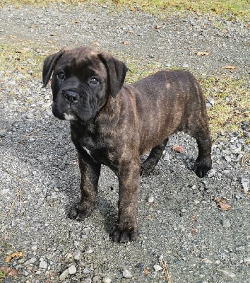 Les chiots de Bullmastiff