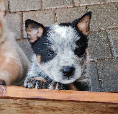 Les chiots de Bouvier australien