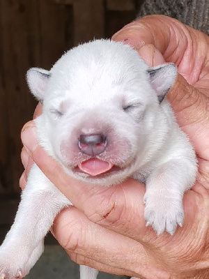 Les chiots de Bouvier australien