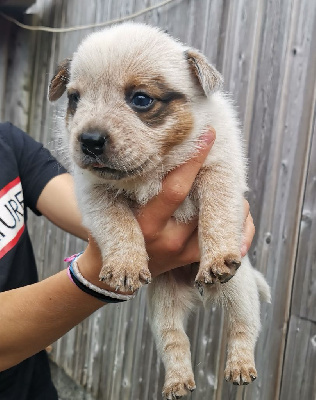 Les chiots de Bouvier australien