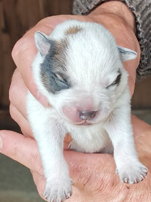 Les chiots de Bouvier australien