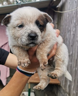 Les chiots de Bouvier australien