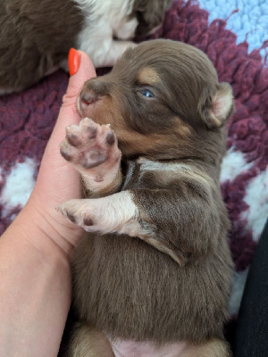 Les chiots de Berger Australien