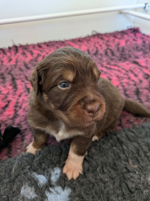 Les chiots de Berger Australien