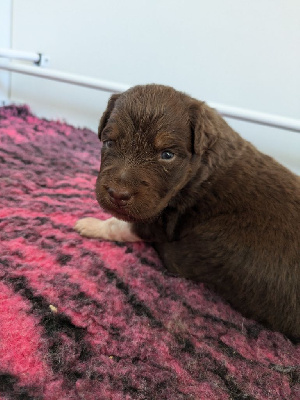 Les chiots de Berger Australien